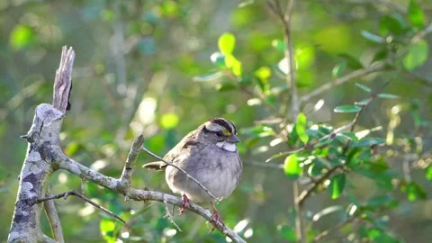 Close View: Tiny Sparrow in Yaupon Holly Branches Video stock 306711312