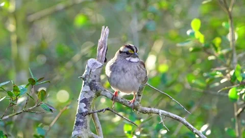 Close View: Tiny Sparrow in Yaupon Holly Branches Video stock 306711715