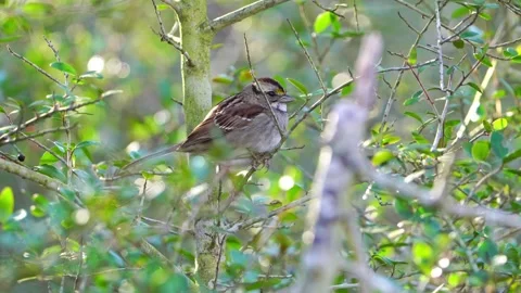 Close View: Tiny Sparrow in Yaupon Holly Branches Stock Footage 306711990