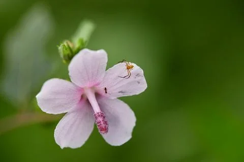 Close-up view of tiny spider perching on pink flower Stock Photos