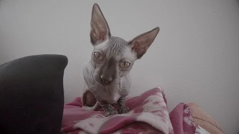 Close-up view of tired dark sphynx cat sitting on pillow and looking into camera Stock Footage 108139100
