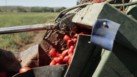 A close-up view of a tomato harvesting machine working in a field, showing fresh Stock Footage 330616211