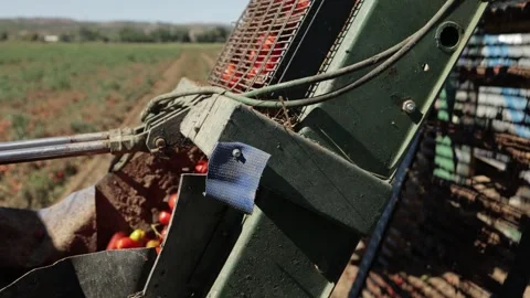 A close-up view of a tomato harvesting machine working in a field, showing fresh Stock Footage 330813390
