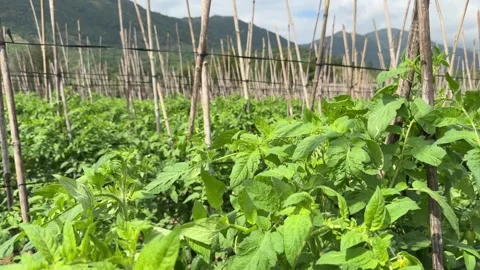 Close view of tomato leaves shows dense layered foliage, while supports and Vídeo Stock 327654823