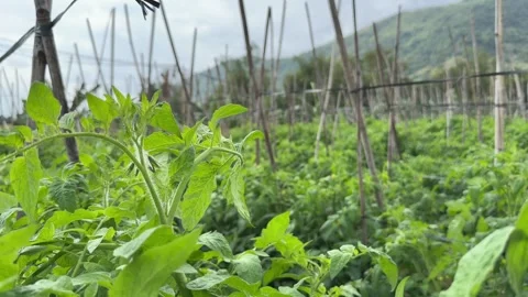 Close view of tomato leaves shows layered foliage and natural structure, with 库存影片 330948445