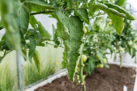 Close up view of a tomato plant leaf showing signs of disease or nutrient d.. Stock Photos