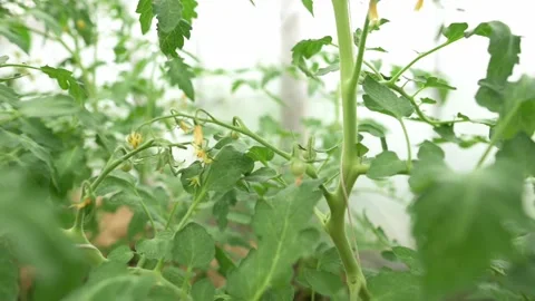 A close-up view of tomato plants growing in a greenhouse, showcasing healthy Stock Footage 280449436