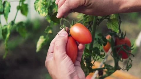 Close up view of tomato vegetable. Shot of an unrecognizable farmer holding Stock Footage 244311956