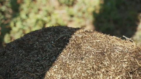 Close-up view of the top of an anthill made of pine needles and branches with a Stockbeeldmateriaal 194168379