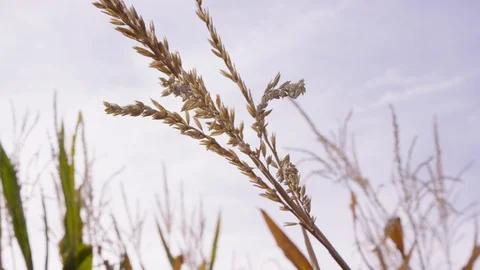 Close view of top of corn husk, revealing sun flare Stockbeeldmateriaal 93485376
