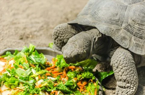 Close Up View of a Tortoise Having Lunch. Turtle Eating Green Salad Stock Photos