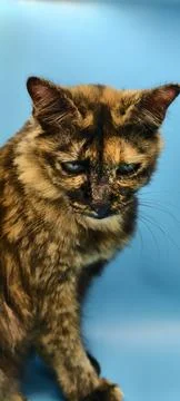 Close-up view of a tortoiseshell cat Fotos de archivo