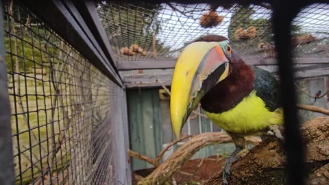 Close view of toucan bird Stock Footage 266151970