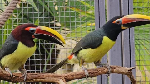 Close view of toucan bird Stock Footage 266153480