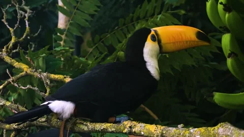 Close view of a toucan bird in the rainforest Stock Footage 294371391