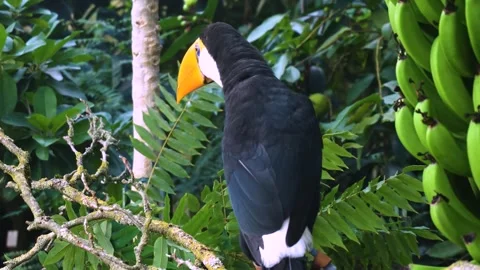 Close up view of a toucan resting Stock Footage 294371230