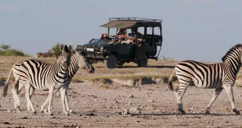 Close-up view of tourists in a game drive vehicle watching a group of Zebras Stock Footage 106748120
