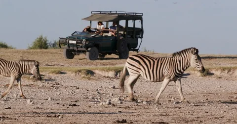 Close-up view of tourists in a game drive vehicle watching a group of Zebras and Stock Footage 106748203