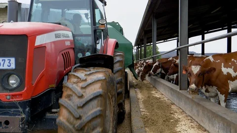 Close-up view of a tractor dropping food into a food trough  for Ayrshire dairy Stock Footage 123010980