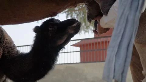 Close-Up View of Traditional Milking Process at camel farm in Jaipur, India 動画素材 289560126