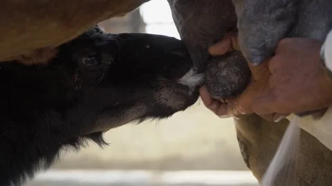 Close-Up View of Traditional Milking Process at camel farm in Jaipur, India Video stock 289560140
