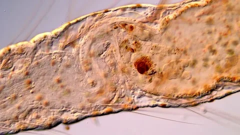 Close-up View of Transparent Aeolosoma Worm Body Structure, Microscope 400x 库存影片 317926700