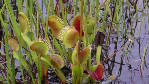 Close view of traps of the Venus Flytrap (Dionaea muscipula), N Carolina Stock Footage 76919040