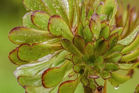 Close-up view of a tree aeonium succulent plant covered in raindrops after a  Stock Photos