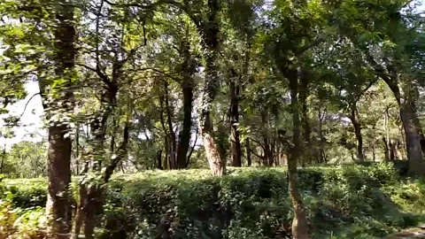 Close up view of tree and garden . Video stock 141384197