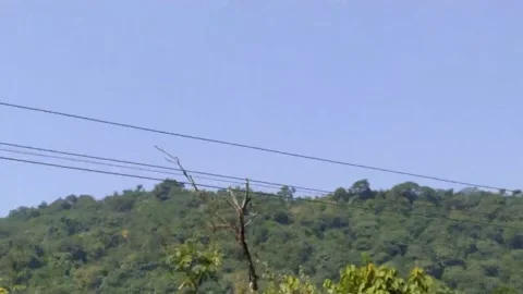 Close up view of tree and hills. Video stock 141807382
