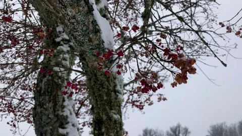 Close view of a tree and its flowers in winter Stock Footage 216040680