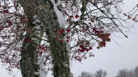 Close view of a tree and its flowers in winter Stock Footage 218479290