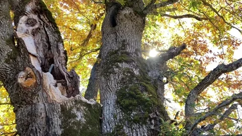 Close view of a tree and its flowers in spring Video stock 218479291