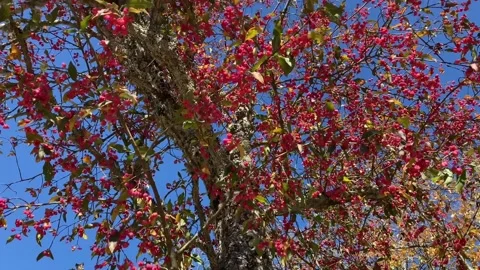 Close view of a tree and its flowers in spring Stock Footage 218479299