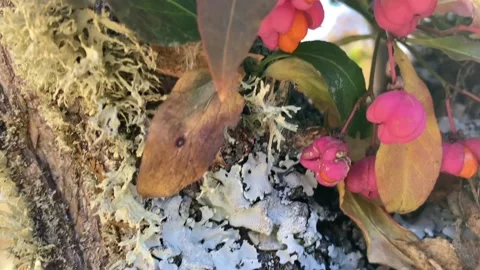 Close view of a tree and its flowers in spring Stock Footage 218479301