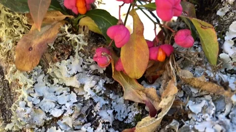 Close view of a tree and its flowers in spring Stock Footage 218479302