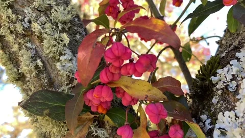 Close view of a tree and its flowers in spring Stock Footage 218479304