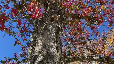 Close view of a tree and its flowers in spring Stock Footage 218479308