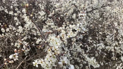 Close view of a tree and its flowers in spring Stock Footage 218625167