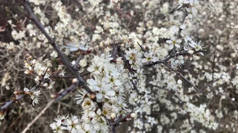 Close view of a tree and its flowers in spring Stock Footage 218625171