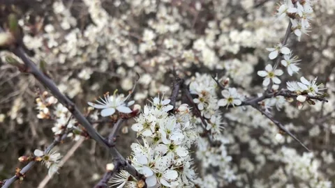 Close view of a tree and its flowers in spring Stock Footage 218625197