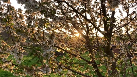 Close view of a tree and its flowers in spring Stock Footage 218625209