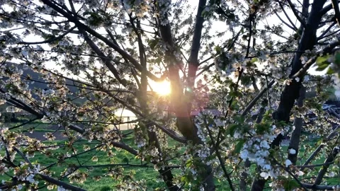 Close view of a tree and its flowers in spring Stock Footage 218625232