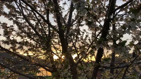 Close view of a tree and its flowers in spring Stock Footage 218625237