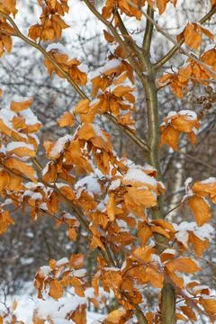 Close up view of a tree with autumn leaves in a winter landscape Stock Photos