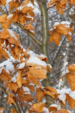 Close up view of a tree with autumn leaves in a winter landscape Stock Photos