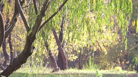Close-up View on Tree in the Autumn Park Stock Footage 81373128