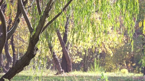 Close-up View on Tree in the Autumn Park. 4K Ultra HD Video stock 81374940