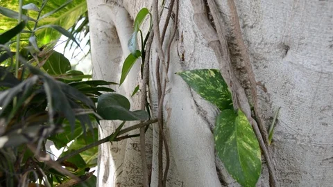 Close up view of tree bark and trunk natural texture in rainforest jungle with m Stock-Footage 115912567