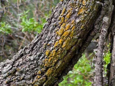 Close up view of tree bark covered with orange lichen Fotos de archivo